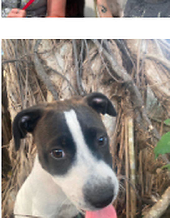 Friendly close-up dog photo representing warmth and animal connection