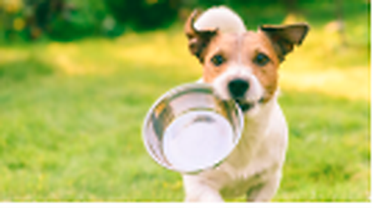 Animal-care responsibility supplies with a calm dog connected to Da Vinci Recovery Homes recovery support