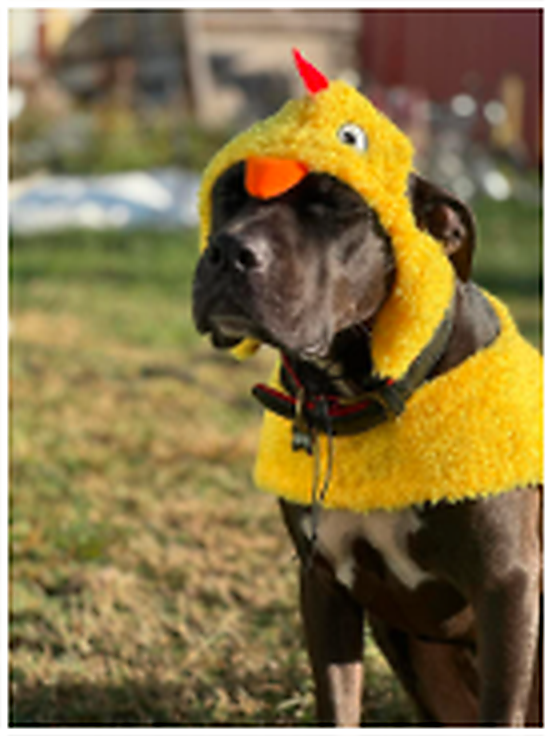 Dog representing animal-focused recovery and structured women’s sober living at Da Vinci Recovery Homes in Port Richey, Florida