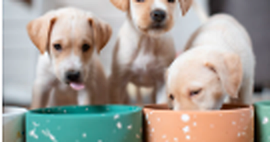 Puppies eating from bowls representing animal-care responsibility, consistency, and daily routine